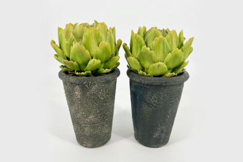 Two green succulent plants in dark, rough-textured pots placed side by side against a white background.