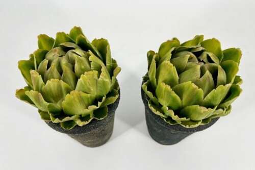 Two green rosette-shaped succulents in black pots on a light background, viewed from above.