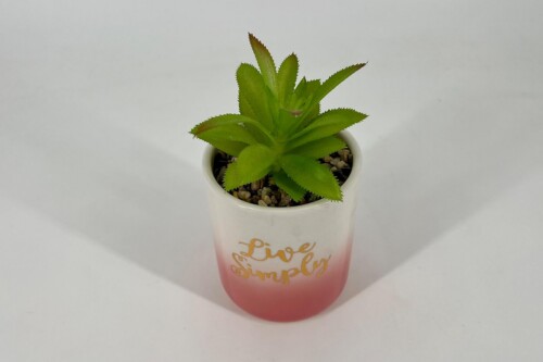 Green succulent in a two-tone ceramic mug (pink to white) with small pebbles in soil and decorative 'Live Simply' text on the mug surface.